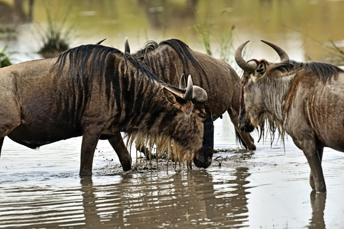 Masai Mara